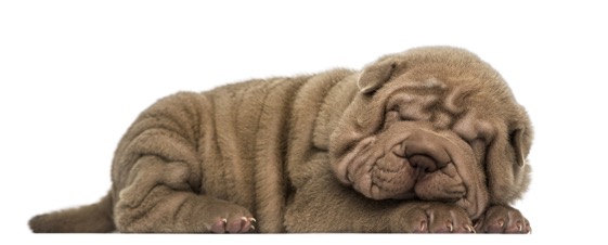 sleeping-sharpei